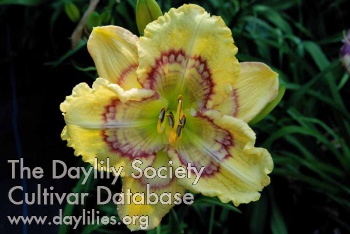 Daylily Circle in the Storm